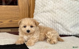 Maltipoo dogs for sale: Jerry - Image 4