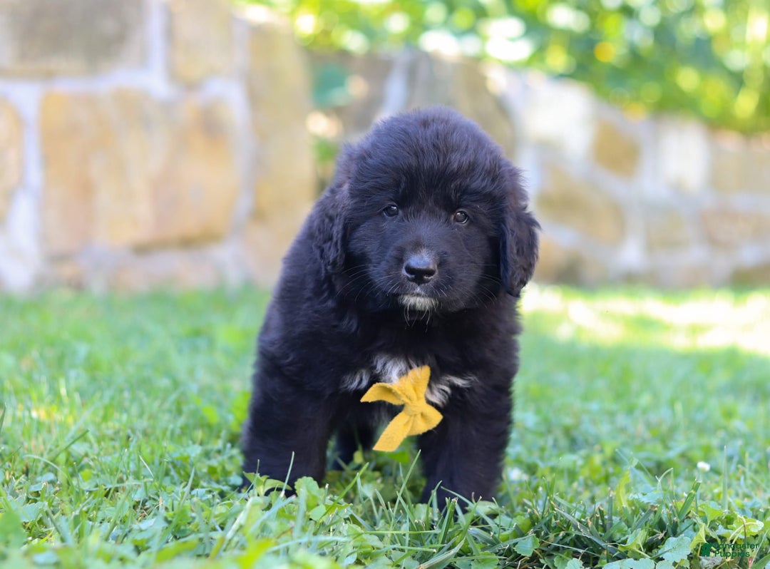 Newfoundland dogs for sale: Bear - Image 4