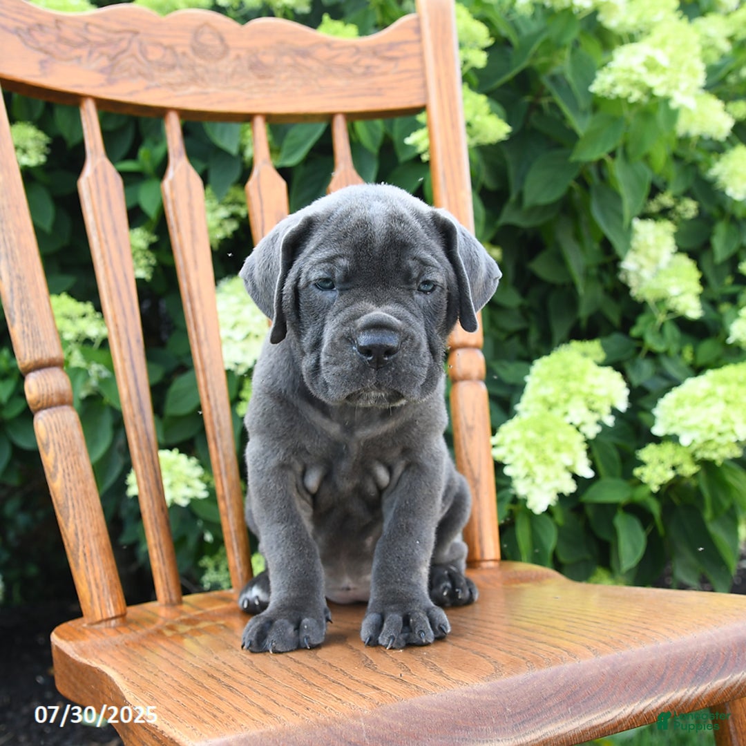 Cane Corso dogs for sale: Sterling - Image 4