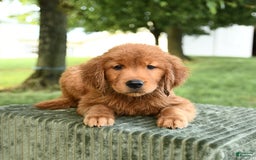 Golden Retriever dogs for sale: Charlotte - Listing for pets: Caroline, Chiffon, Clayton, Charlotte, Canyon, Crissa, Crew, Cooper - Image 2