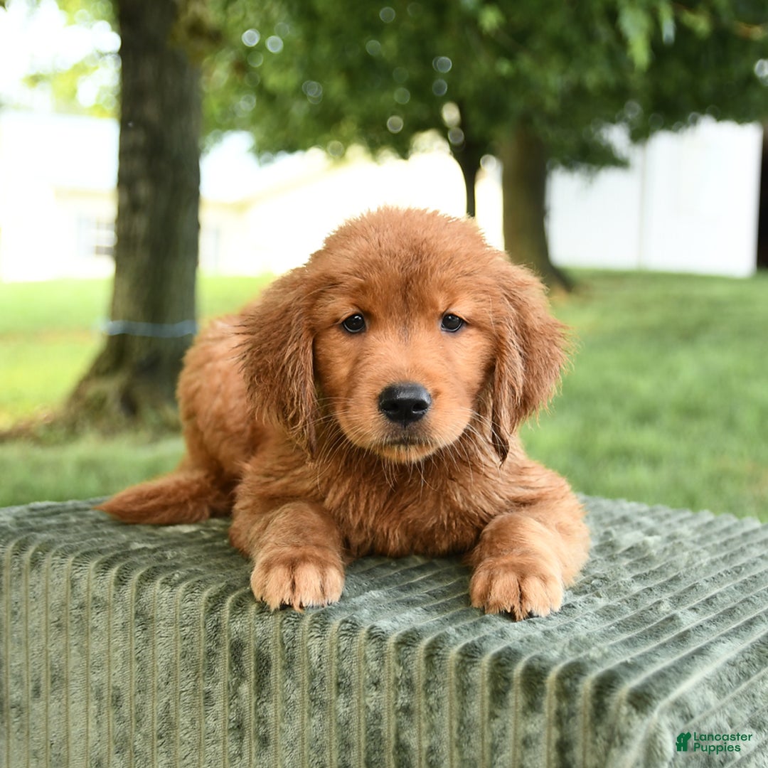 Golden Retriever dogs for sale: Charlotte - Listing for pets: Caroline, Chiffon, Clayton, Charlotte, Canyon, Crissa, Crew, Cooper - Image 2