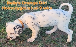 Dalmatian dogs for sale: Belles Orange Lua Girl - Image 10