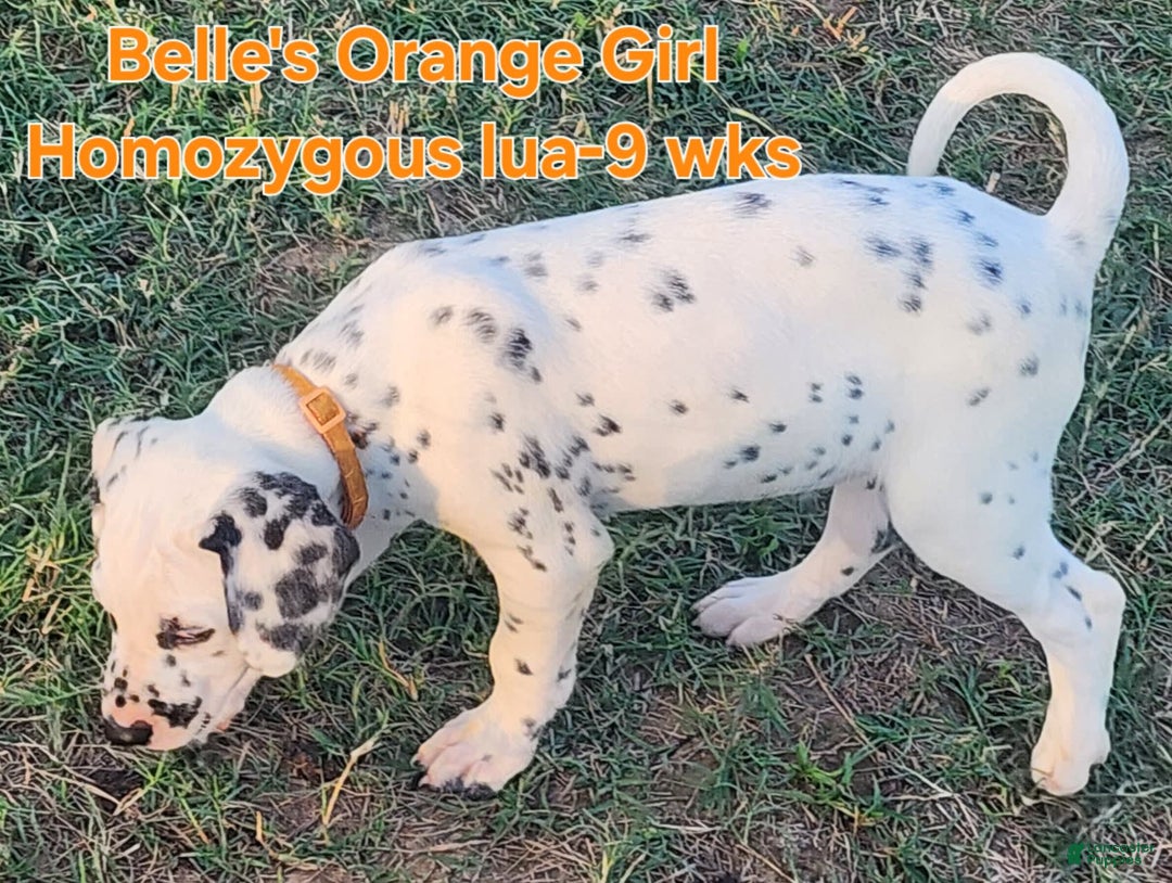 Dalmatian dogs for sale: Belles Orange Lua Girl - Image 10