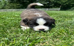 Saint Bernard dogs for sale: Baxter - Image 3