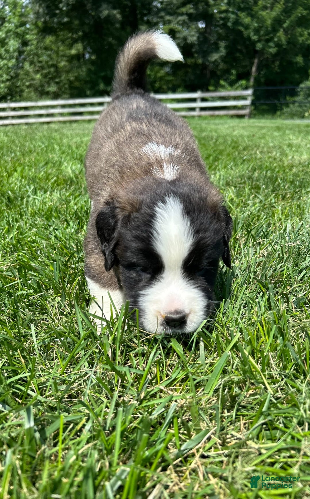 Saint Bernard dogs for sale: Baxter - Image 3