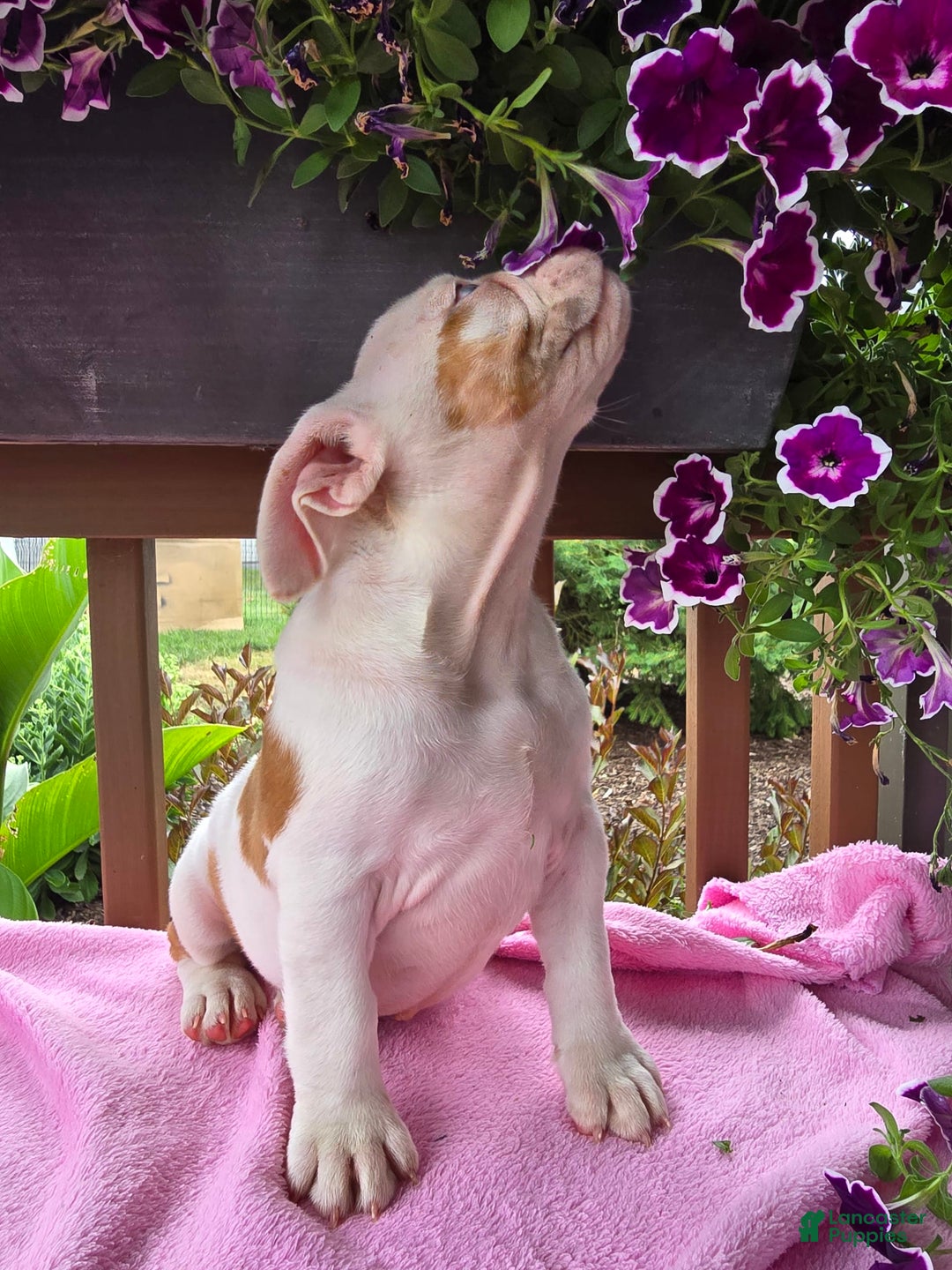 English Bulldog dogs for sale: Peaches - Image 7