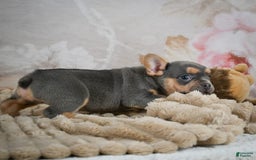 French Bulldog dogs for sale: Romeo - Image 7