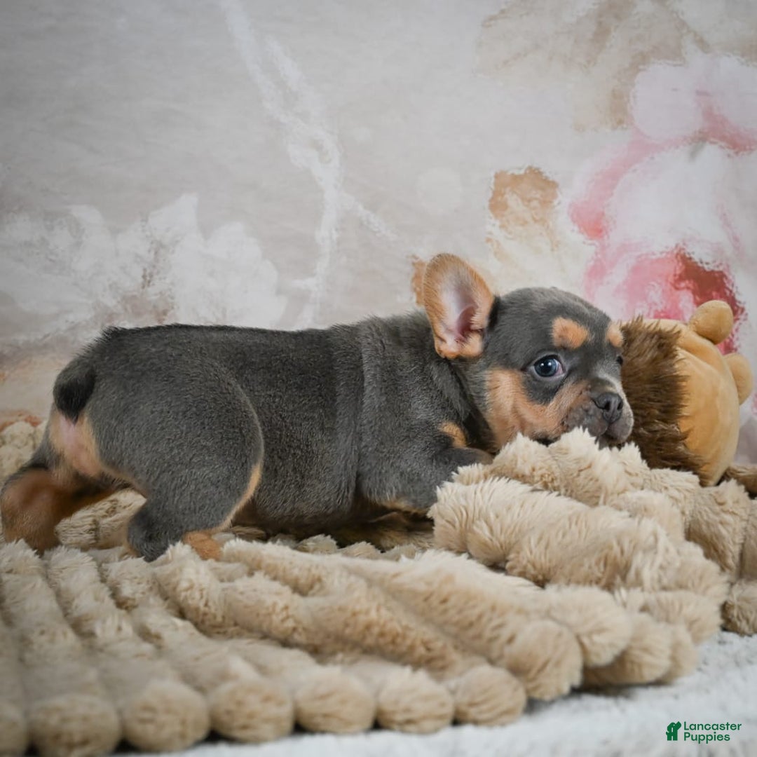 French Bulldog dogs for sale: Romeo - Image 7