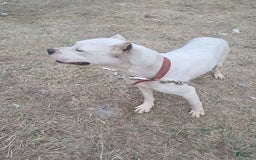 Dogo Argentino dogs for sale: Gold - Image 9