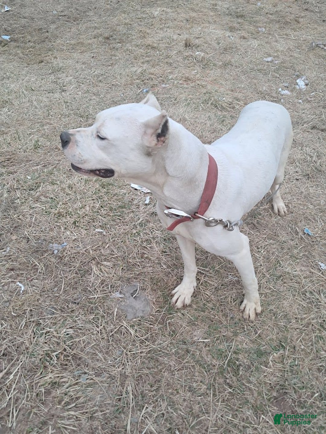 Dogo Argentino dogs for sale: Gold - Image 9