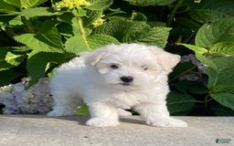 Coton De Tulear dogs for sale: Pearl - Image 5