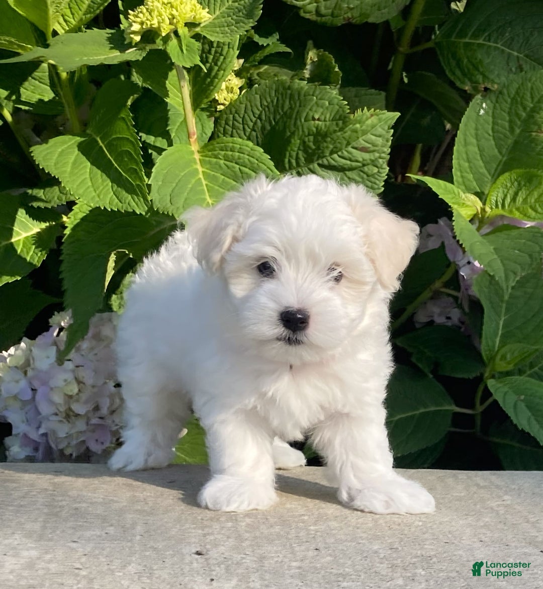 Coton De Tulear dogs for sale: Pearl - Image 5