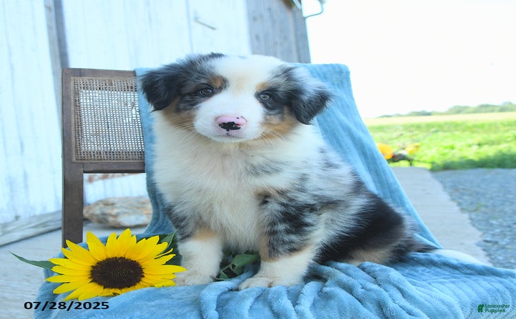 Australian Shepherd dogs for sale - Ad 5