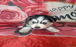 Pomsky dogs for sale: Mystique - Image 7