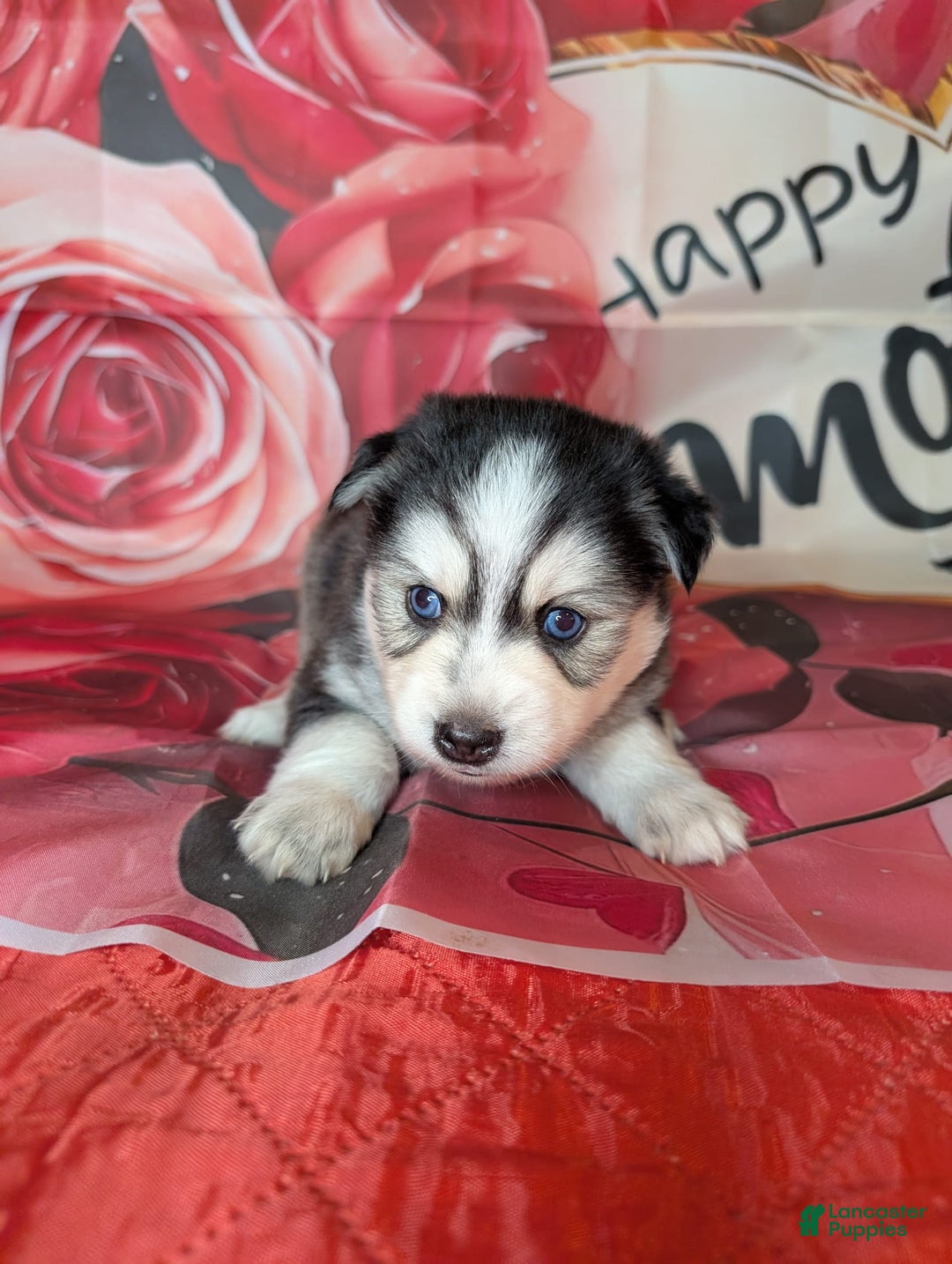 Pomsky dogs for sale: Mystique - Image 7