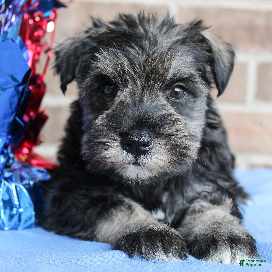 Miniature Schnauzer dogs for sale: Keira - Image 3