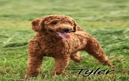 Mini Goldendoodle dogs for sale: Alfonso - Image 8