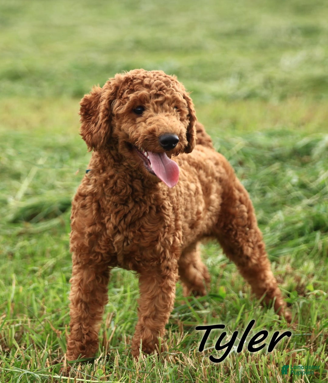 Mini Goldendoodle dogs for sale: Alfonso - Image 8