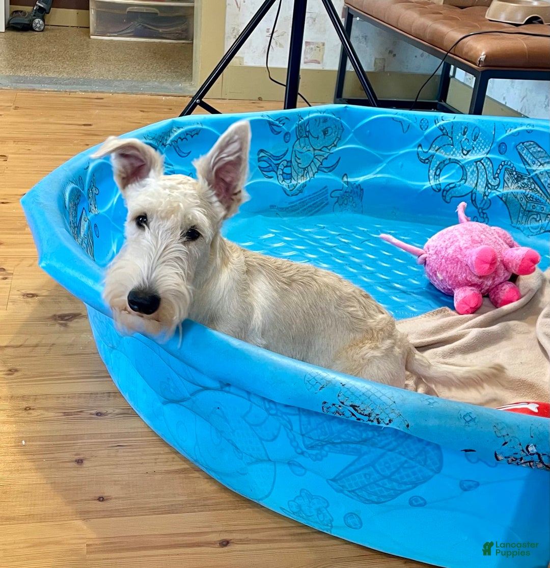 Scottish Terrier dogs for sale: Ollie - Image 5