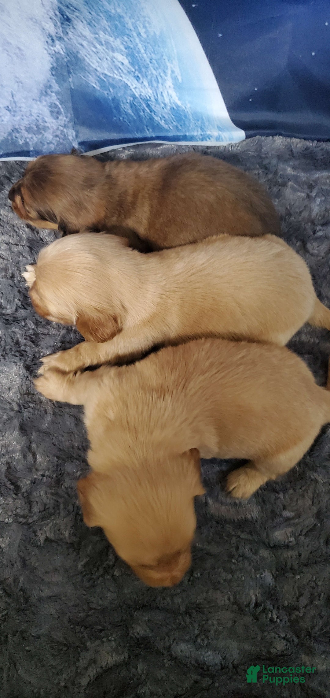 Miniature Dachshund dogs for sale: Brule - Image 4