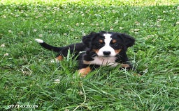 Bernese Mountain Dog dogs for sale: Licia - Image 9