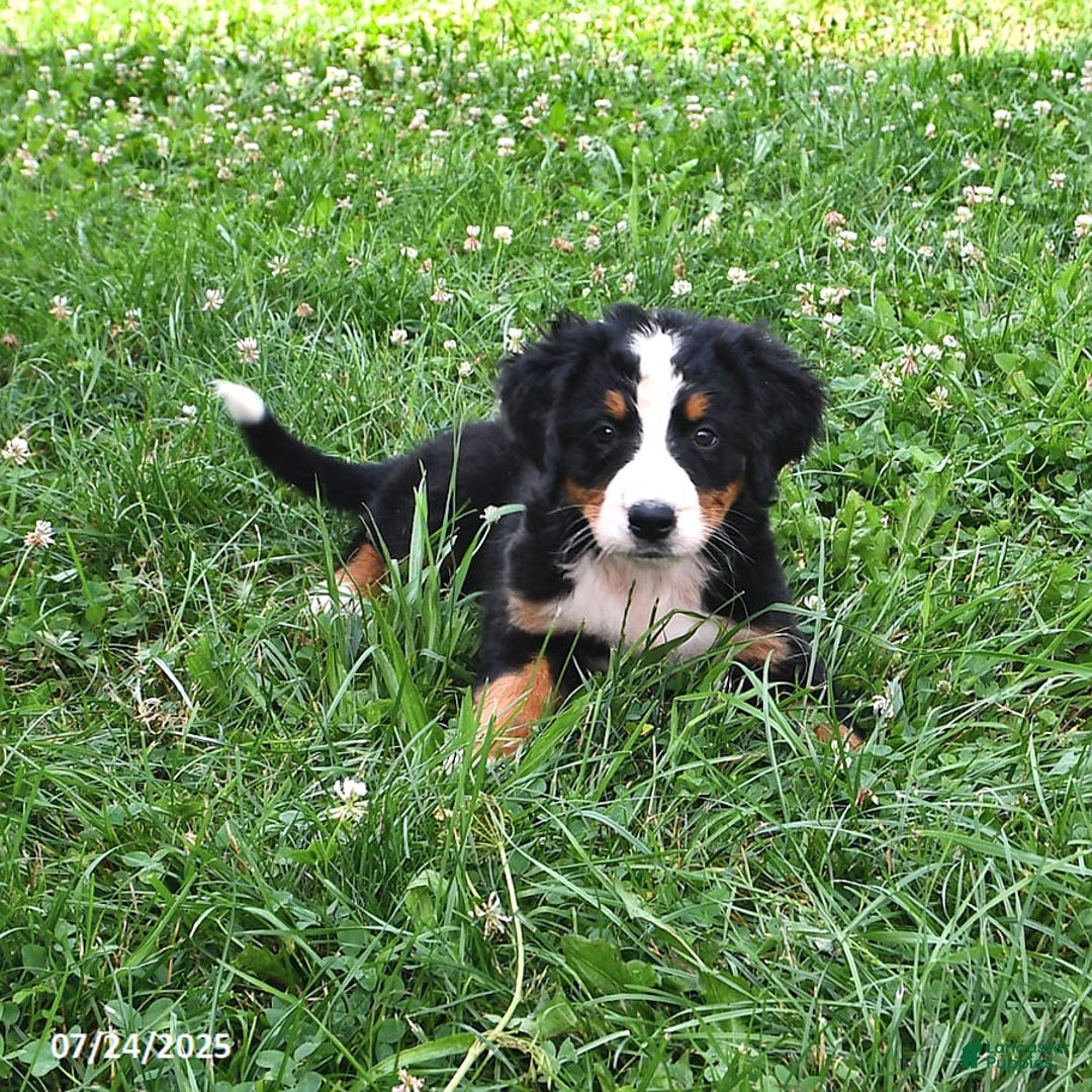 Bernese Mountain Dog dogs for sale: Licia - Image 9