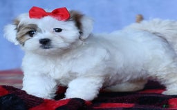 Shihpoo dogs for sale: Sage - Image 11