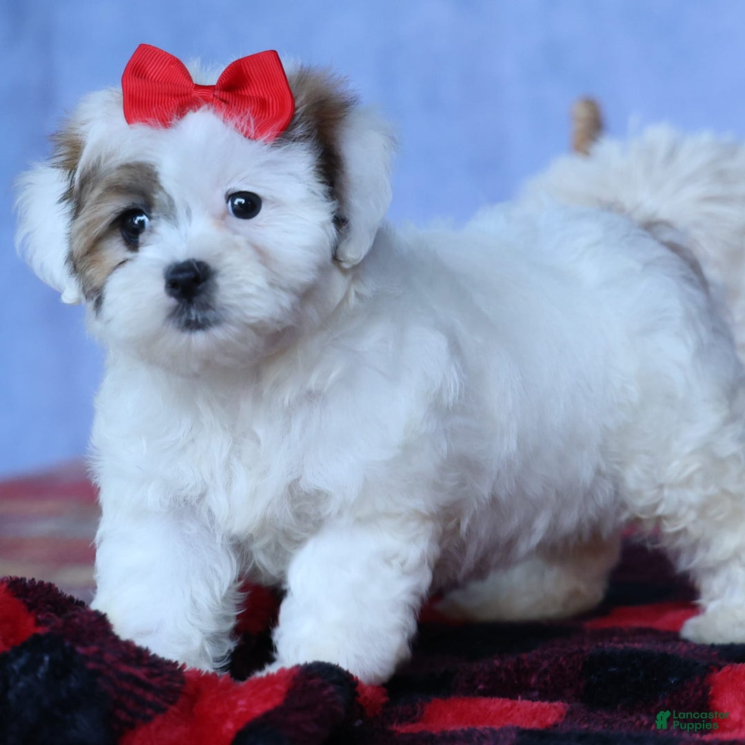 Shihpoo dogs for sale: Sage - Image 11