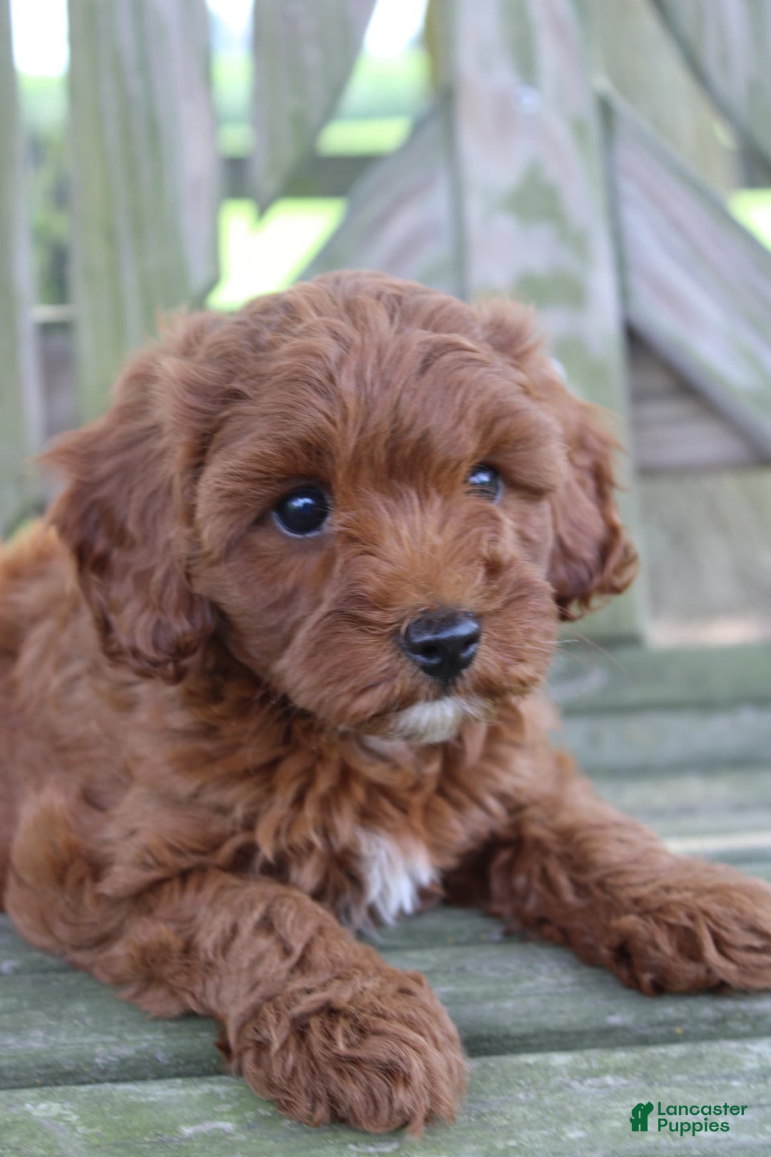 Cavapoo dogs for sale: Stella - Image 7