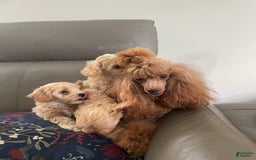 Maltipoo dogs for sale: Ray - Image 4