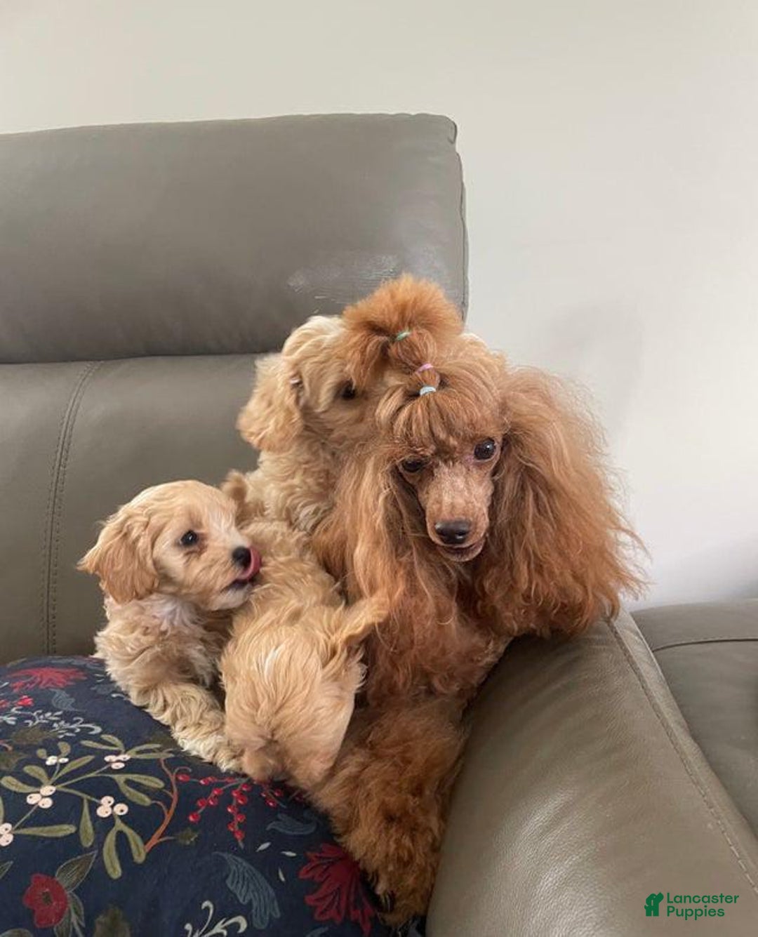 Maltipoo dogs for sale: Ray - Image 4