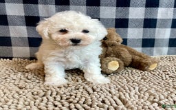 Bichon Frise dogs for sale: Barney - Image 2