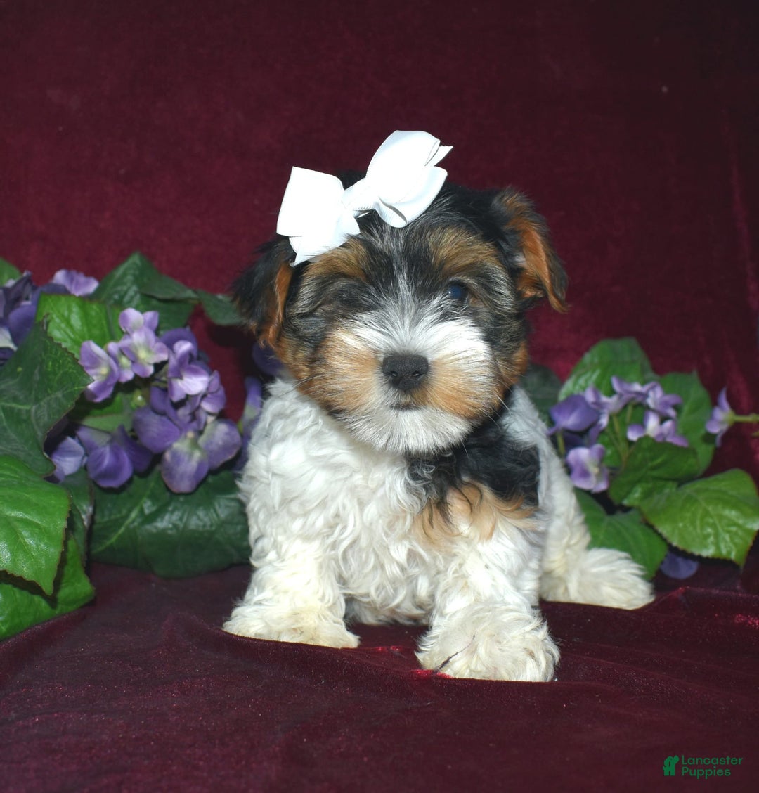Yorkshire Terrier dogs for sale: Miss Bella - Image 1