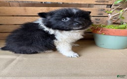Pomeranian dogs for sale: Abby - Image 14