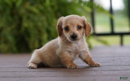 Miniature Dachshund dogs for sale: Goldilocks - Image 2