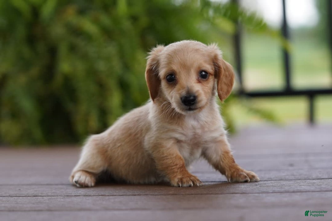 Miniature Dachshund dogs for sale: Goldilocks - Image 2