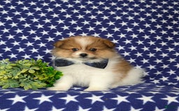 Pomeranian dogs for sale: Diesel Toy Size - Image 1