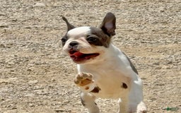 Boston Terrier dogs for sale: Tickles - Image 4
