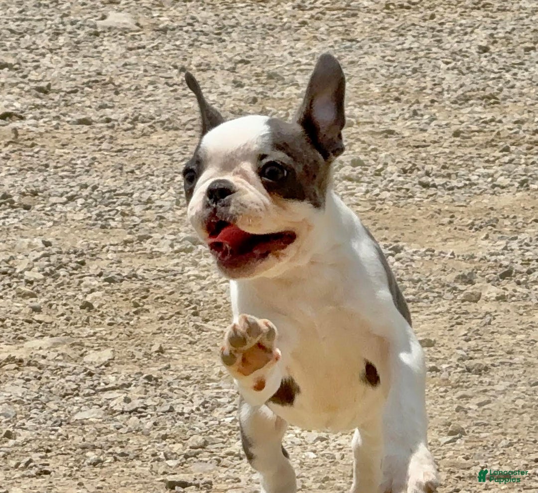 Boston Terrier dogs for sale: Tickles - Image 4