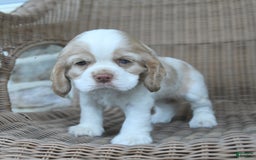 Cocker Spaniel dogs for sale: Rosie - Image 1