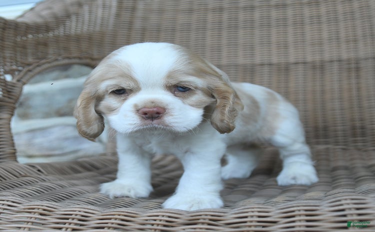 Cocker Spaniel dogs for sale - Ad 2