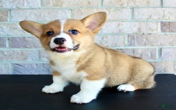 Welsh Corgi Pembroke dogs for sale: Bear - Image 6