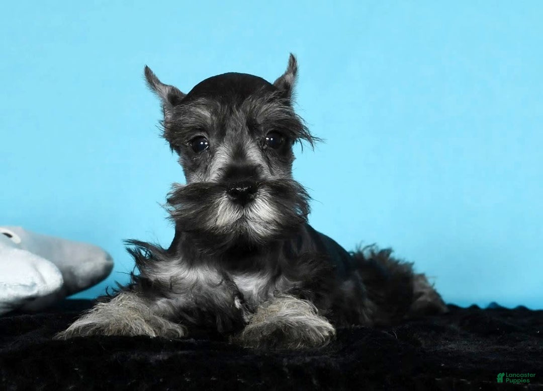 Miniature Schnauzer dogs for sale: Kermit - Image 2