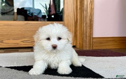 Coton De Tulear dogs for sale: Lindsey - Image 6