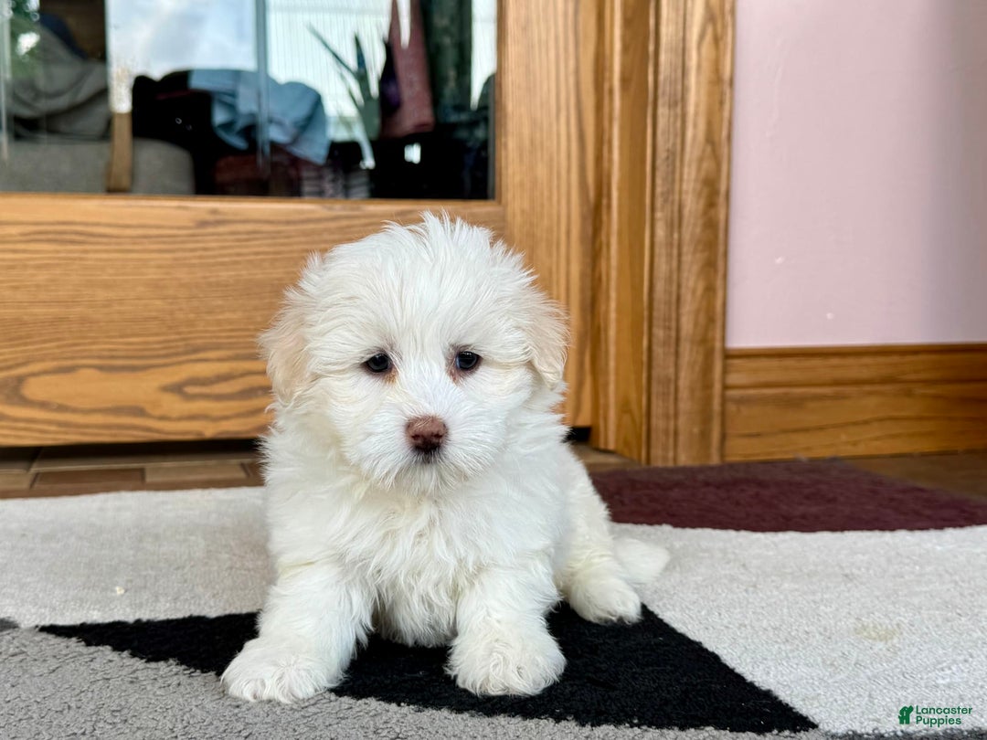 Coton De Tulear dogs for sale: Lindsey - Image 6