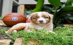 Miniature Australian Shepherd dogs for sale: Daisy - Image 3