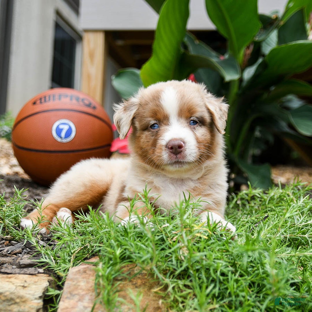Miniature Australian Shepherd dogs for sale: Daisy - Image 3