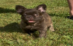 French Bulldog dogs for sale: Jelly Belly The Fluffy - Image 8