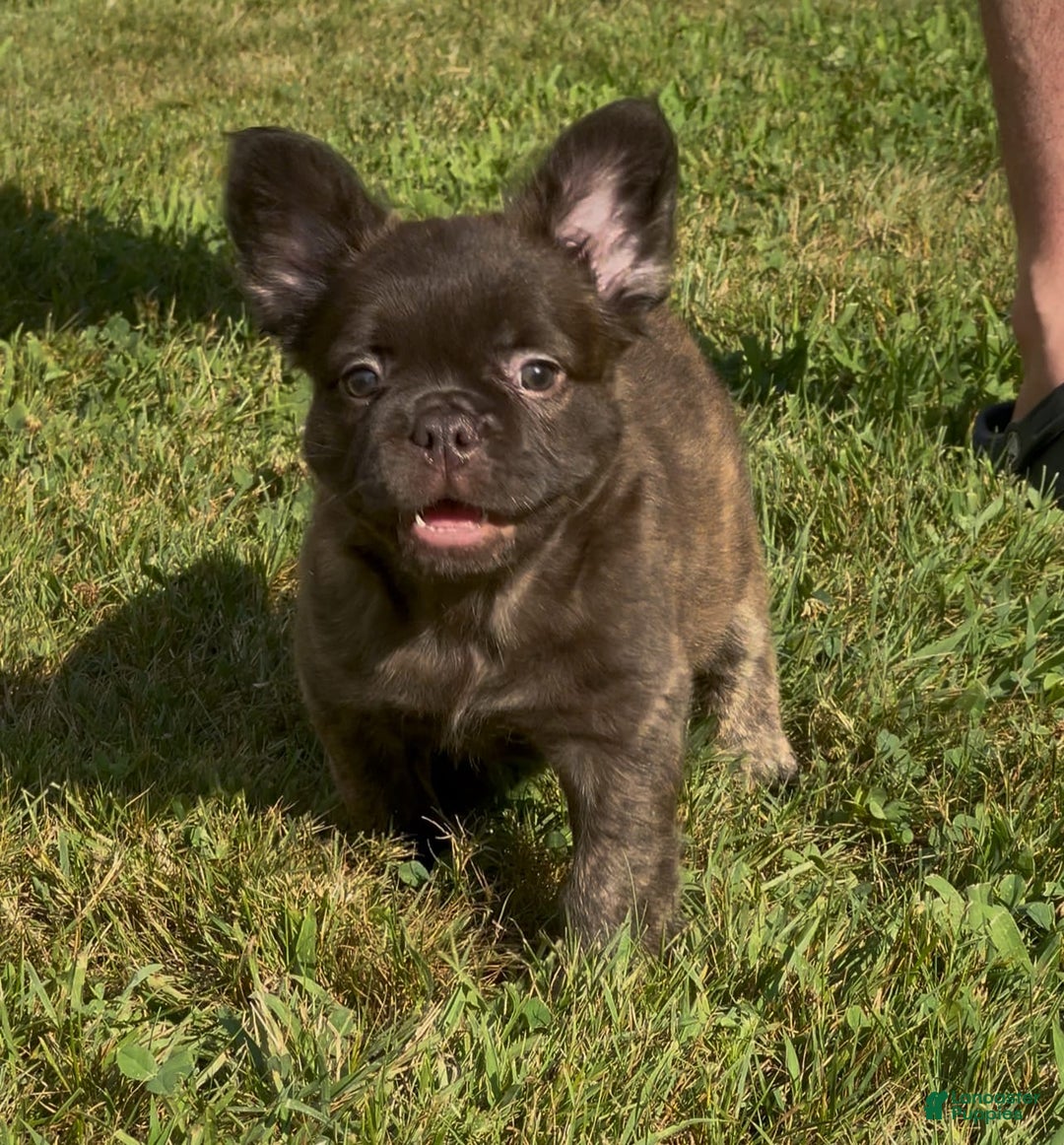 French Bulldog dogs for sale: Jelly Belly The Fluffy - Image 8