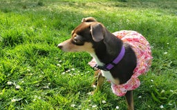 Chihuahua dogs for sale: Peaches - Image 3